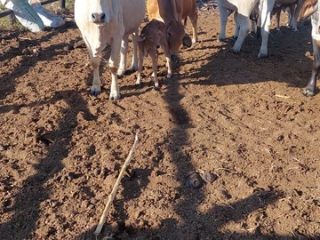 Farm & Agricultural Land