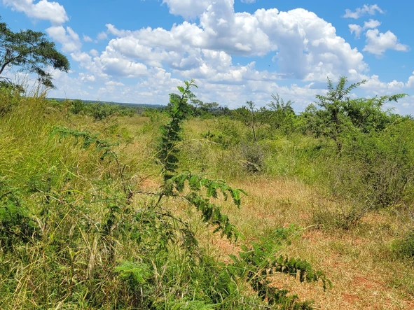 Land