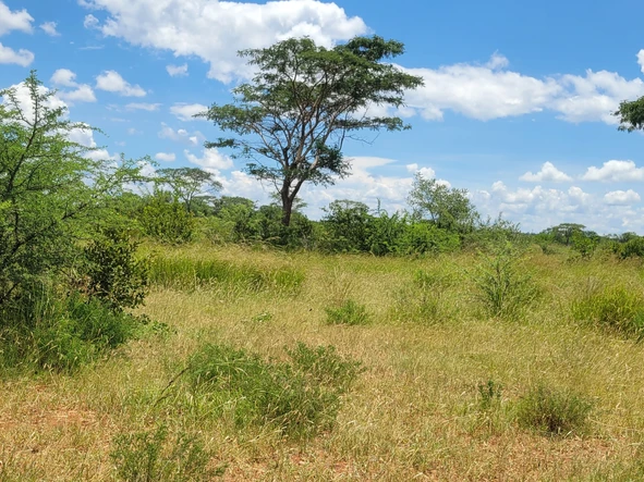 Land