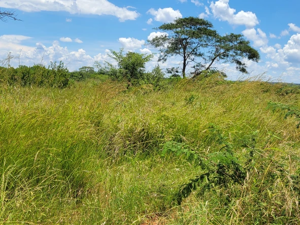 Land
