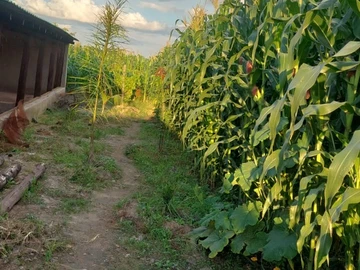 Farm & Agricultural Land